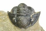 Three Species Trilobite Association (Cyphaspis, Morcops & Gerastos) #350533-13
